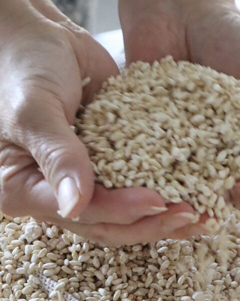 Rice koji held in two hands