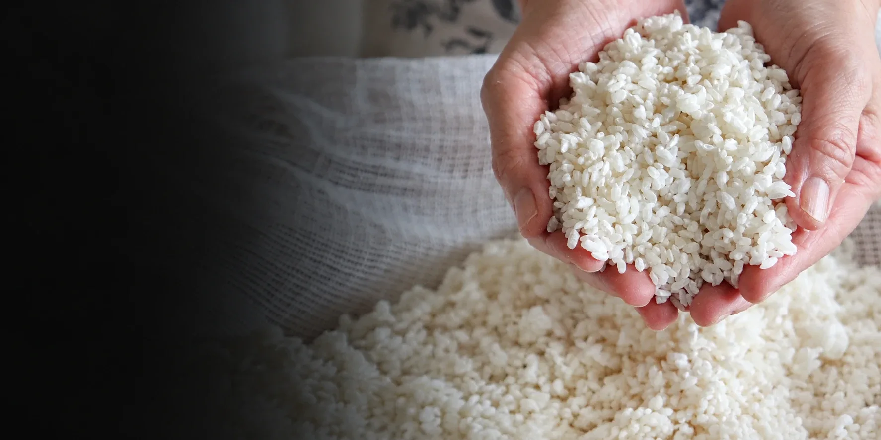 Freshly grown rice koji held in two cupped hands
