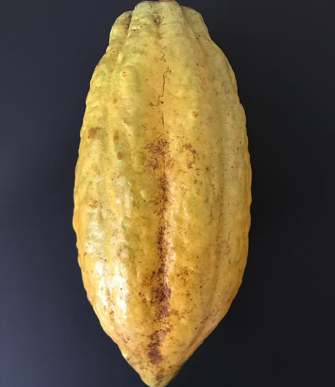 黄色く熟したアリバ種のカカオポッド