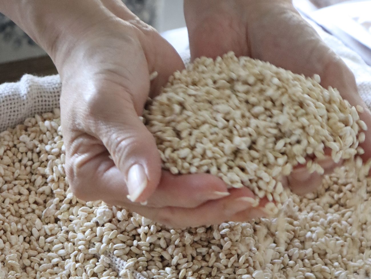 Two hands holding freshly bloomed rice koji